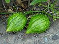 Fruits