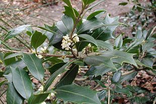 Osmanthus heterophyllus.