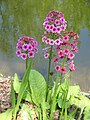 Цветки первоцвета японского (Primula japonica) собраны мутовками