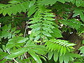 Listy lapiny jasanolisté (Pterocarya fraxinifolia)