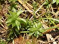 Harilik roosammal (Rhodobryum roseum)