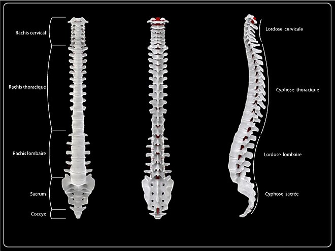 Les niveaux et les courbures du rachis