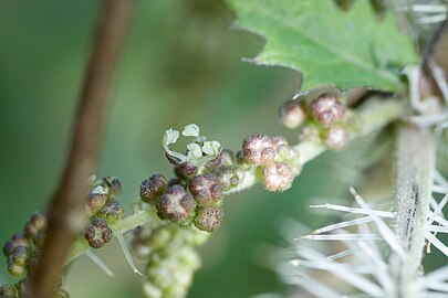 Buds and flowers developing