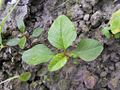 Сходи Amaranthus viridis