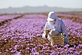 Saffron Farm, Torbat-e-Heydarieh, Razavi Khorasan, Iran