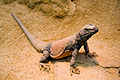 Chuckwalla (Sauromalus obesus)