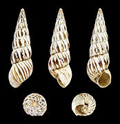 Cochlicella acuta raphidia (Coloured form)