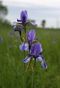 Iris sibirica.