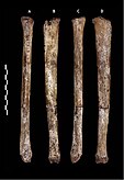 Skeenbene (tibia) van Homo naledi