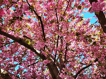 Inner canopy of Kanzan cherry in bloom