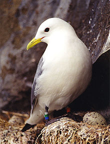 Kittiwake.jpg