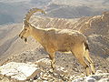 Nubische ibex in de Negev woestijn