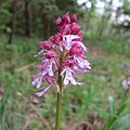 Heimische Orchideen wie Knabenkräuter wachsen im Leutratal