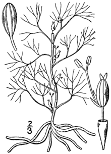 Podostemum ceratophyllum BB-1913.png