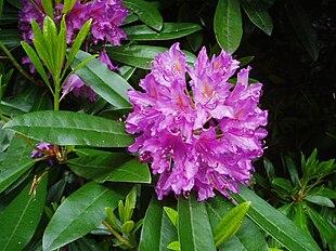 Pontisk Rododendron (Rhododendron ponticum) Foto: Eiffel