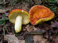 Златна гулапка (Russula aurea)