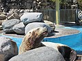 Steller sea lion