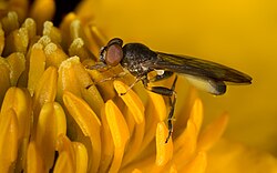 Schwebfliege Sphegina montana (von Richard Bartz)