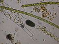 Un zygote de spirogyre