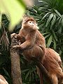 Trachypithecus auratus