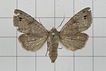 Anorthoa munda – Specimen