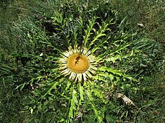 Carlina acanthifolia subsp. cynara (Pourr. ex DC.) Arcang., 1882