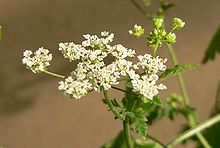 Chaerophyllum temulum