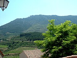 Cucugnan et son vignoble, rendu célèbre par Alphonse Daudet.