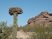 A rare cristate Saguaro cactus