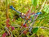 Drosera anglica with prey