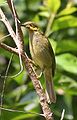 The Wattled Honeyeaters