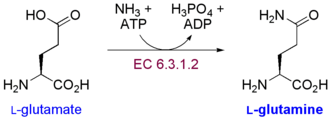 グルタミンの生合成