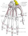 Scaphoid shown in yellow. Left hand. Palmar surface.