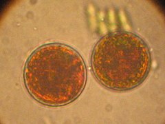 Fuente industrial de Haematococcus.