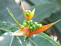 Heliconia aurantiaca