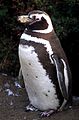 Magellanic Penguin Spheniscus magellanicus