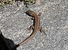 An Italian Wall Lizard