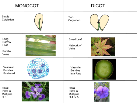 Illustrations of differences between monocots and dicots