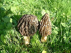 Morchella conica