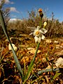 Varica de San José (Narcissus tortifolius).