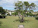 Banyanbaum vor der Votivkirche