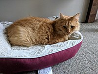 Orange Tabby Maine Coon (Aged 13)