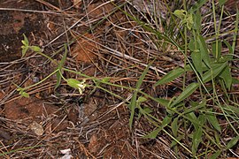 Silene campanulata