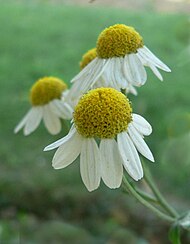 Matricaria recutita, fleur à réceptacle très convexe.