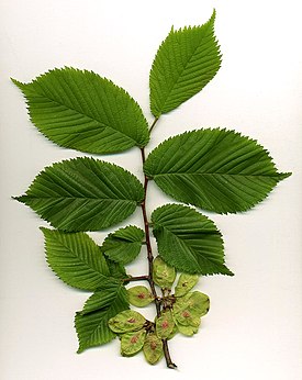 Vuorijalava (Ulmus glabra)