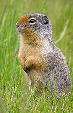 Thumbnail for Columbian ground squirrel