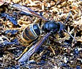 Vespa velutina - variante cromática comum. Aparência dorsal.