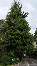 Zedroa (Cedrus)