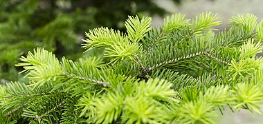 Smailiaspyglis kėnis (Abies holophylla)