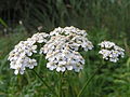 Achillea millefolium (korimbaro)